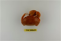 藏品(紅斑瓢蟹)的圖片